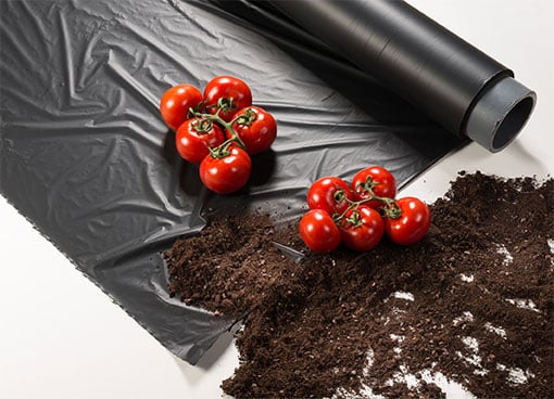 Un suelo más fértil para producir más tomates y con mejor sabor