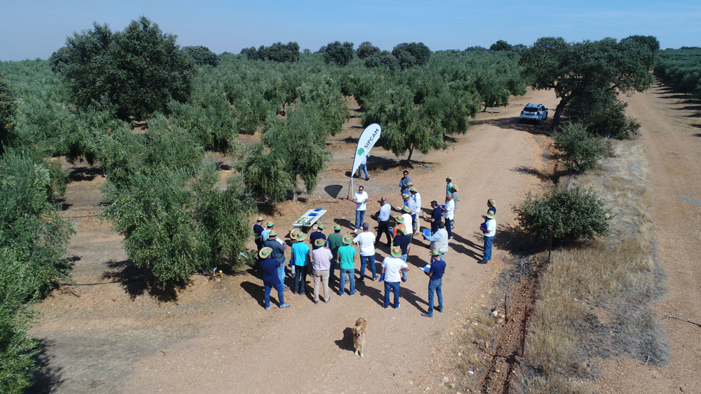 Sipcam Iberia muestra su estrategia de nutrición-bioestimulación y estrategia herbicida en el olivar extremeño