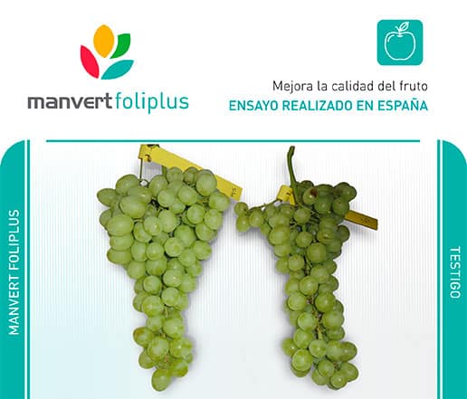 El bioestimulante manvert foliplus cumple 20 años acumulando excelentes resultados en toda clase de cultivos