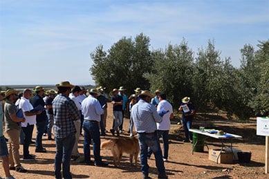 Sipcam Iberia muestra su estrategia de nutrición-bioestimulación y estrategia herbicida en el olivar extremeño
