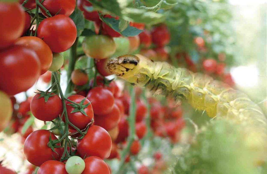 LIDA Plant Research mostrará sus soluciones contra plagas en el Encuentro Internacional Phytoma sobre el cultivo del tomate