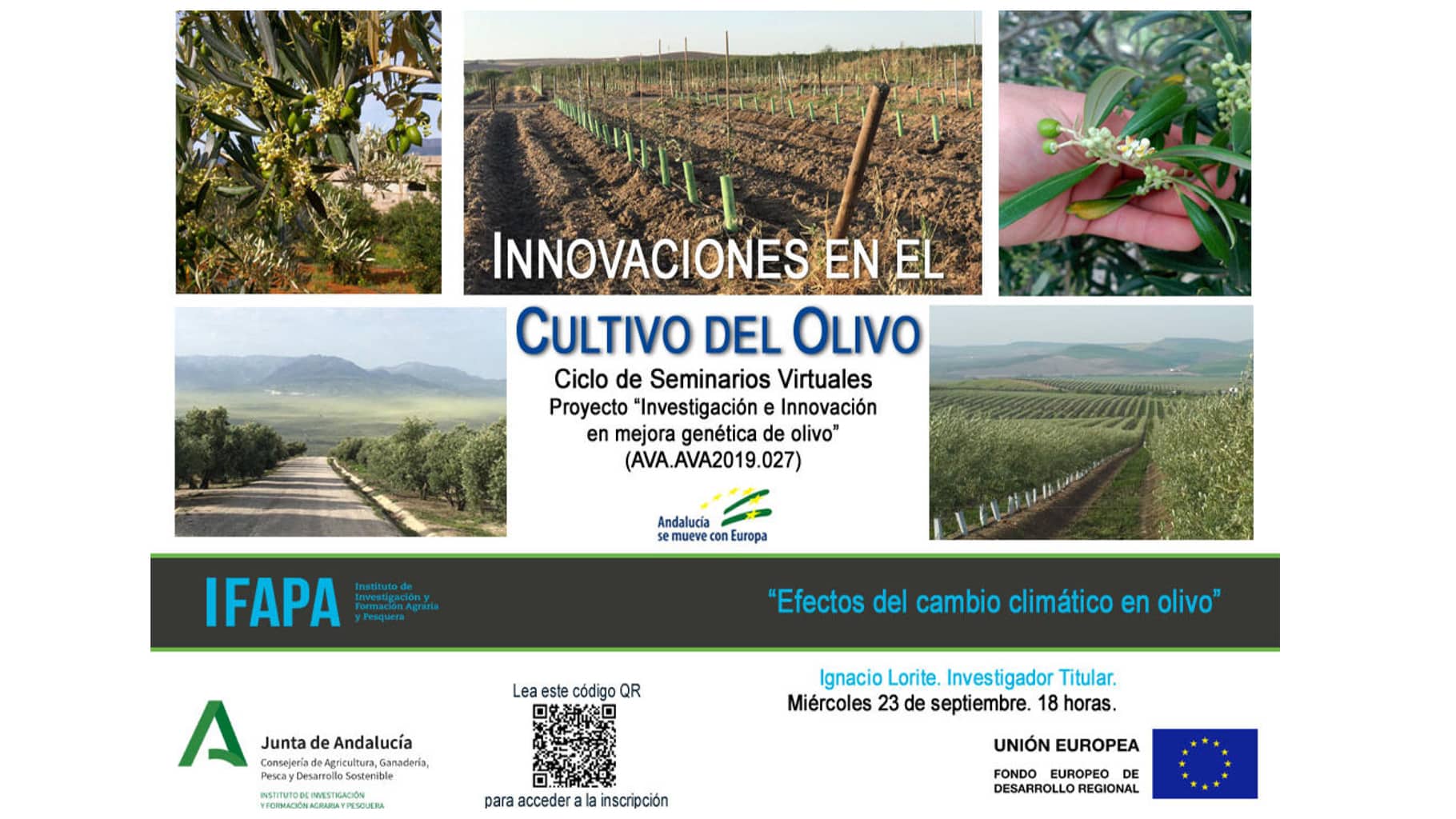 Efectos del cambio climático en olivo. Segunda jornada dedicada al proyecto “Investigación e innovación en mejora genética de olivo”